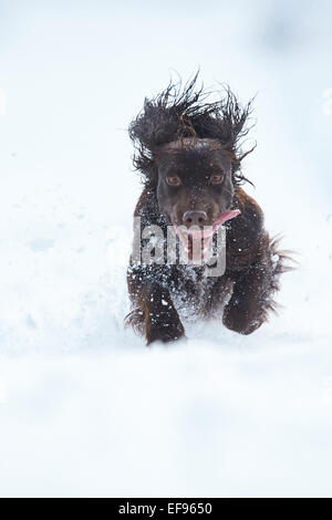 Glencreran, Argyll, Schottland, Großbritannien. 29. Januar 2015. UK-Wetter: Rusty, eine Cocker Spaniel genießen, spielen in dem schweren Sturz des Schnees, der viel von westlich von Schottland sah abgedeckt über Nacht Credit: John MacTavish/Alamy Live News Stockfoto