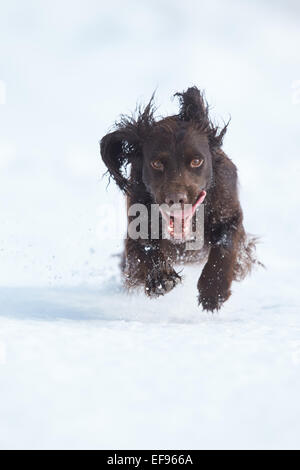 Glencreran, Argyll, Schottland, Großbritannien. 29. Januar 2015. UK-Wetter: Rusty, eine Cocker Spaniel genießen, spielen in dem schweren Sturz des Schnees, der viel von westlich von Schottland sah abgedeckt über Nacht Credit: John MacTavish/Alamy Live News Stockfoto