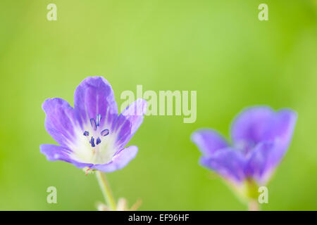 Wilden Geranien (Geranium Maculatum) hautnah mit geringen Schärfentiefe französischen Alpen. Stockfoto