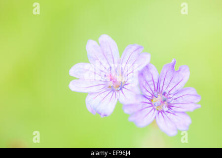 Lila Cluster Geranium (Geranie Caespitosum) schließen sich mit geringen Schärfentiefe französischen Alpen. Stockfoto