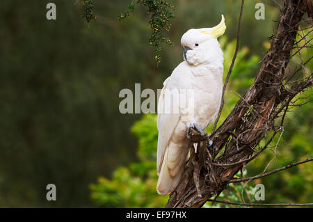 Schwefel-crested Cockatoo sitzt in einem Baum. Stockfoto