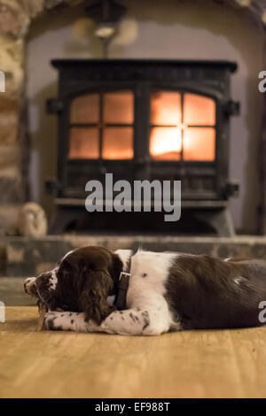 Springer Spaniel Kauen einen Stock vor einem brennenden Holzofen Stockfoto