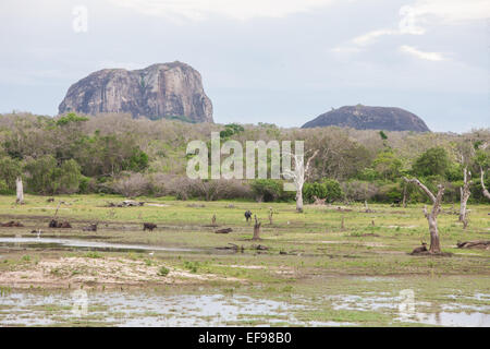 Allgemeine Szene, Blick auf im Yala-Nationalpark, Sri Lanka Stockfoto