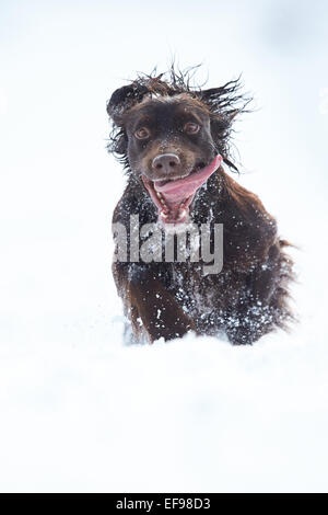 Glencreran, Argyll, Schottland, Großbritannien. 29. Januar 2015. UK-Wetter: Rusty, bedeckt eine Cocker Spaniel genießen, spielen in dem schweren Sturz des Schnees, der viel von westlich von Schottland sah über Nacht. Bildnachweis: John MacTavish/Alamy Live-Nachrichten Stockfoto