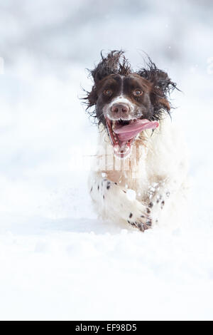 Glencreran, Argyll, Schottland, Großbritannien. 29. Januar 2015. UK-Wetter: Bailey, bedeckt ein English Springer Spaniel genießen, spielen in dem schweren Sturz des Schnees, der viel von westlich von Schottland sah über Nacht. Bildnachweis: John MacTavish/Alamy Live-Nachrichten Stockfoto