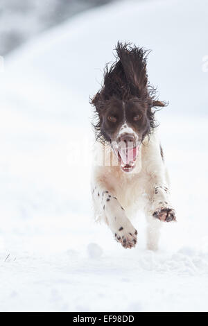 Glencreran, Argyll, Schottland, Großbritannien. 29. Januar 2015. UK-Wetter: Bailey, bedeckt ein English Springer Spaniel genießen, spielen in dem schweren Sturz des Schnees, der viel von westlich von Schottland sah über Nacht. Bildnachweis: John MacTavish/Alamy Live-Nachrichten Stockfoto