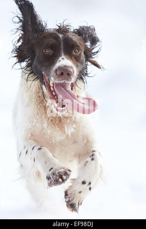 Glencreran, Argyll, Schottland, Großbritannien. 29. Januar 2015. UK-Wetter: Bailey, bedeckt ein English Springer Spaniel genießen, spielen in dem schweren Sturz des Schnees, der viel von westlich von Schottland sah über Nacht. Bildnachweis: John MacTavish/Alamy Live-Nachrichten Stockfoto