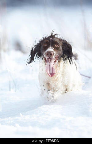 Glencreran, Argyll, Schottland, Großbritannien. 29. Januar 2015. UK-Wetter: Bailey, bedeckt ein English Springer Spaniel genießen, spielen in dem schweren Sturz des Schnees, der viel von westlich von Schottland sah über Nacht. Bildnachweis: John MacTavish/Alamy Live-Nachrichten Stockfoto