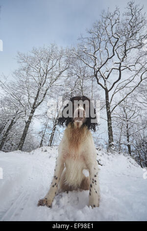 Glencreran, Argyll, Schottland, Großbritannien. 29. Januar 2015. UK-Wetter: Bailey, bedeckt ein English Springer Spaniel genießen, spielen in dem schweren Sturz des Schnees, der viel von westlich von Schottland sah über Nacht. Bildnachweis: John MacTavish/Alamy Live-Nachrichten Stockfoto