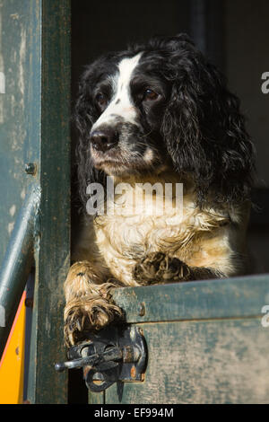 Einen schwarzen und weißen English Springer Spaniel Blick auf die Tür an einem Anhängefahrzeug bei einem Shooting im Vereinigten Königreich. Januar 2015. Stockfoto
