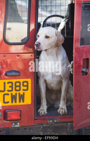 Ein gelber Labrador Retriever arbeitender Hund hinten eine rote Land Rover Fahrzeug bei einem Shooting in England. Januar 2015. Stockfoto