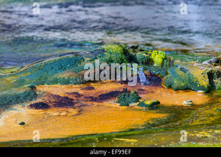 Heiße Quelle in Waimangu Volcanic Valley, sauren Wassers, Ablagerungen von bunten Kieselerde Mineral gemischt mit Algen. Neuseeland. Stockfoto