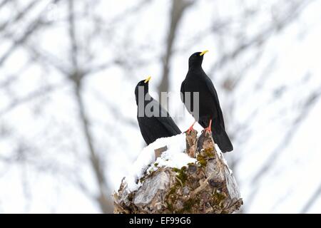 Alpine Alpenkrähe - thront Yellow-billed Alpenkrähe (Pyrrhocorax Graculus) paar auf einem Baum im Schnee Stockfoto