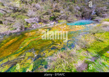 Regenbogen-Krater im Waimangu Volcanic Valley, eine dampfende heiße Quelle mit sauren Wassers, Ablagerungen von bunten Kieselerde Mineral. Stockfoto