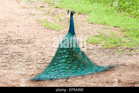 Pfau im Yala Nationalpark in Sri Lanka. Stockfoto