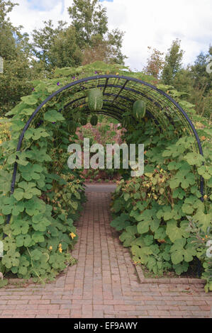 Feigenblatt-Kürbis wachsen auf einer Pergola im Obst- und Gemüsegarten am Rosemoor in Devon, England, Vereinigtes Königreich Stockfoto