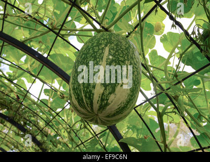 Nahaufnahme von einem Feigenblatt-Kürbis im Obst- und Gemüsegarten am Rosemoor in Devon, England, Vereinigtes Königreich Stockfoto