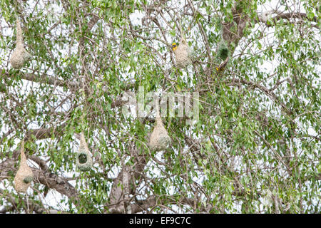 Baya Weber Vogelnester in Yala Nationalpark in Sri Lanka Stockfoto