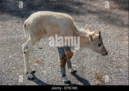 Addax verletzt / weiße Antilope / Screwhorn Antilope (Addax Nasomaculatus) Kalb mit Vorderbeinen in Bandagen eingewickelt Stockfoto