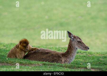 Berberaffe / Barbary ape / Magot (Macaca Sylvanus) Affenarten stammt aus Nord-Afrika und Gibraltar Pflege Hirsch Stockfoto