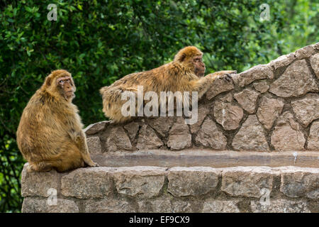 Zwei Berberaffen / Barbary Affen / Magots (Macaca Sylvanus) Affe einheimischen Arten nach Nord-Afrika und Gibraltar Stockfoto