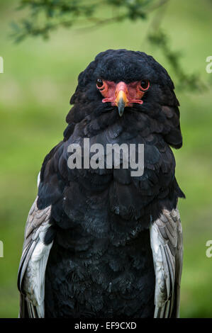 Porträt von Bateleur Adler (Terathopius Ecaudatus) in Afrika und Arabien hautnah Stockfoto