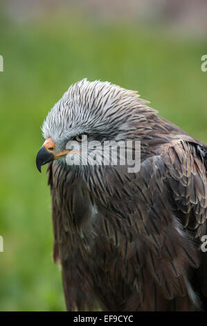 Schwarzmilan (Milvus Migrans), Nahaufnahme des Kopfes Stockfoto