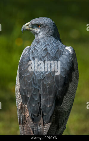 Schwarz-chested Bussard-Adler / grau Bussard Adler / chilenische blaue Adler (Geranoaetus Melanoleucus), Südamerika Stockfoto