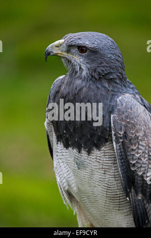 Schwarz-chested Bussard-Adler / grau Bussard Adler / chilenische blaue Adler (Geranoaetus Melanoleucus), Südamerika Stockfoto