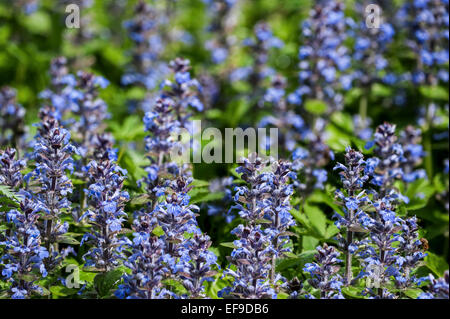 Blaue Signalhorn / Bugleherb / Bugleweed / Carpetweed / Teppich Bungleweed / common Bugle (Ajuga Reptans) in Blüte Stockfoto