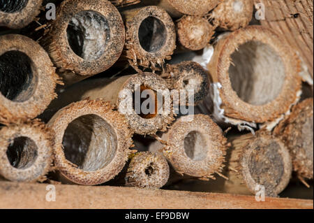 Mason Bee / Bauerbiene / Europäische Obstplantage Biene Osmia cornuta - voller Pollen und Nektar - nisten im hohlen Stamm im Insektenhotel für einsame Bienen Stockfoto