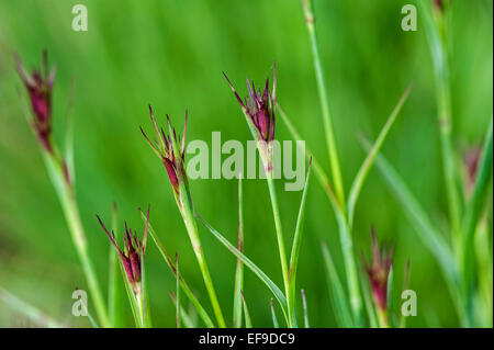 Kartause pink / Kartäuser Rosa (Dianthus Carthusianorum) Knospen öffnen im Frühjahr Stockfoto