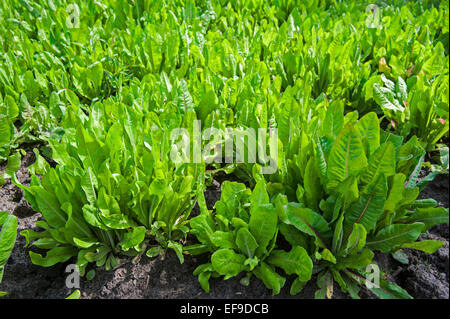 Gemeinsamen Chicorée (Cichorium Intybus) kultiviert für Salat lässt im Bereich Stockfoto