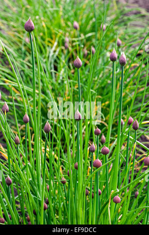 Schnittlauch (Allium Schoenoprasum) zeigt Blütenknospen im Frühjahr Stockfoto