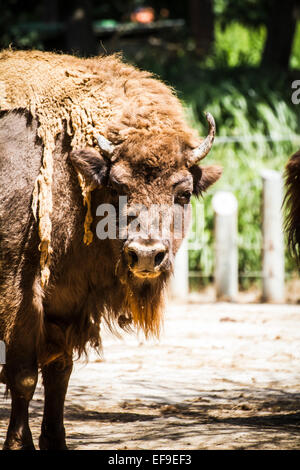 große und mächtige Bison, Amerika Stockfoto