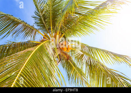 Kokospalme mit Früchten vor Sonne Hintergrund. Stockfoto