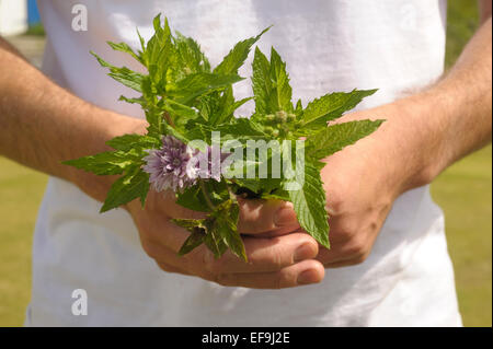 Frische Minze aus dem Garten Stockfoto