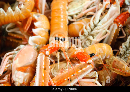 Langusten (Nephrops Norvegicus), auch genannt Dublin Bay Garnelen, Kaisergranat und Scampi, auf einem Markt Stockfoto