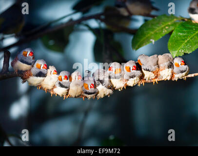 Zebra Finch (taeniopygia Guttata) sitzt auf einem Ast und Sonnen. zebra Finch Stockfoto