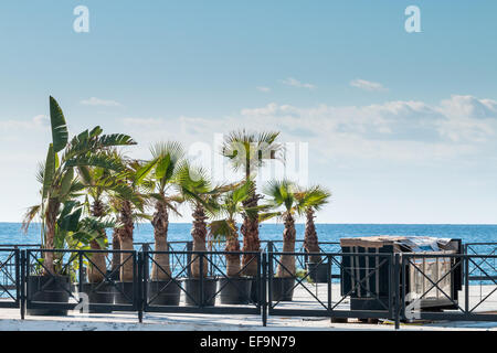 Palmen im Wind auf der Terrasse für Sommer Schwimmer Stockfoto