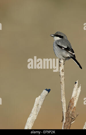 Südlichen Grey Würger (Lanius Meridionalis SSP. Koenigi) Stockfoto