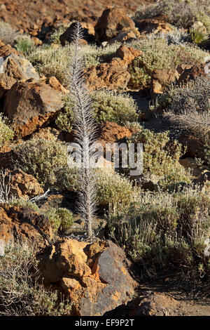 Turm der Juwelen (Echium Wildpretii) fertig blühen, Winter, Las Cañadas del Teide Stockfoto