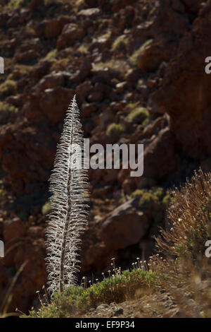 Turm der Juwelen (Echium Wildpretii) fertig blühen, Winter, Las Cañadas del Teide Stockfoto