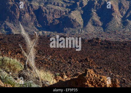 Turm der Juwelen (Echium Wildpretii) fertig blühen, Winter, Las Cañadas del Teide Stockfoto