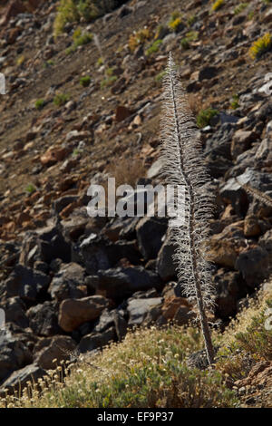 Turm der Juwelen (Echium Wildpretii) fertig blühen, Winter, Las Cañadas del Teide Stockfoto