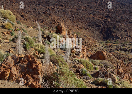 Turm der Juwelen (Echium Wildpretii) fertig blühen, Winter, Las Cañadas del Teide Stockfoto