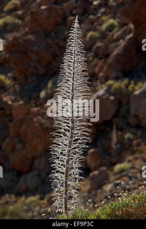 Turm der Juwelen (Echium Wildpretii) fertig blühen, Winter, Las Cañadas del Teide Stockfoto