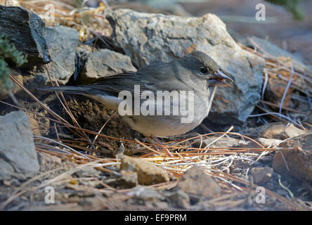 Blauer Buchfink, (Fringilla Teydea Teydea), Weibchen auf dem Boden, Teneriffa Stockfoto