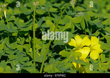 Blühende Bermuda Buttercup (Oxalis Pes-Caprae). Invasive Arten, Teneriffa Stockfoto