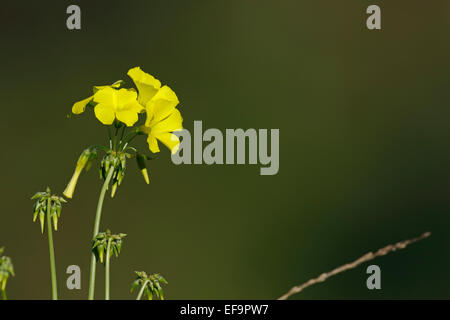 Blühende Bermuda Buttercup (Oxalis Pes-Caprae). Invasive Arten, Teneriffa Stockfoto